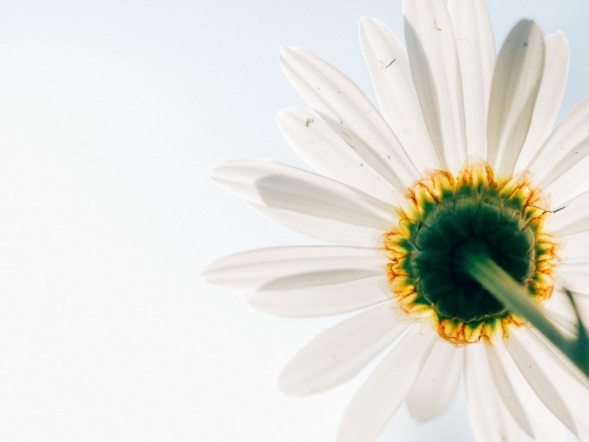 fleur vue du bas